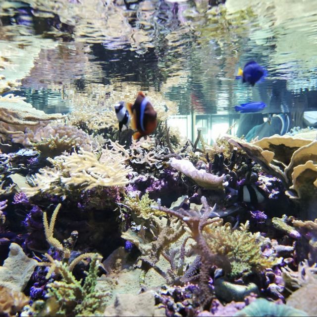 海洋奇妙～新潟市水族館 Marinepia 日本海🐠🌊🐙