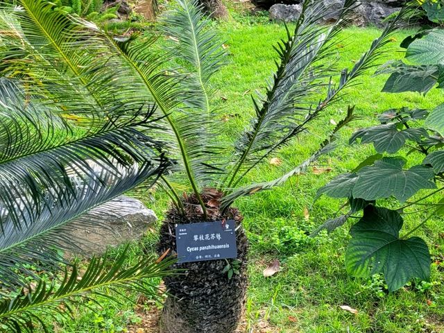 深圳市仙湖植物園