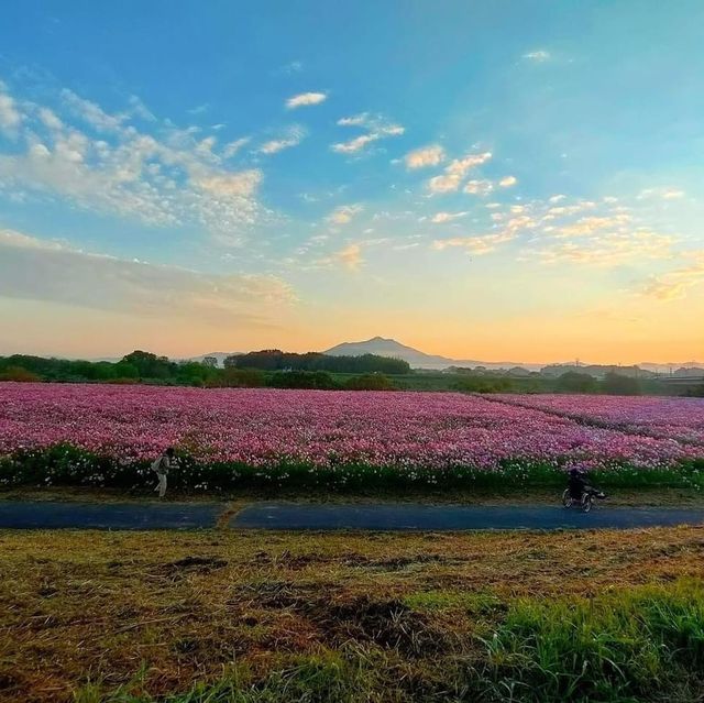 Mount Tsukuba 🌸 