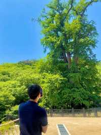 양평 아름다운 숲을 구경할 수 있는 용문사🌳