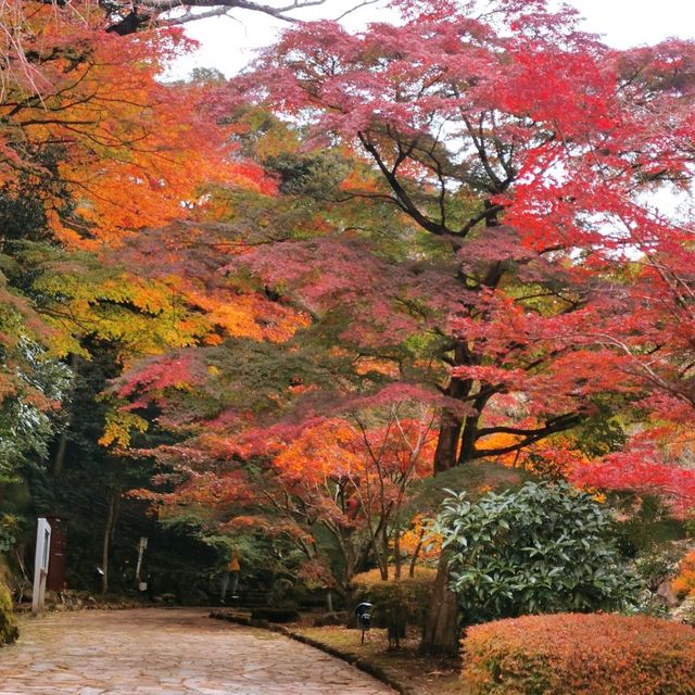 autumn vibes at Atami Plum Garden