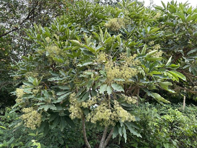 本地遊 | 香港濕地公園 | 季節限定橙紅色落羽松