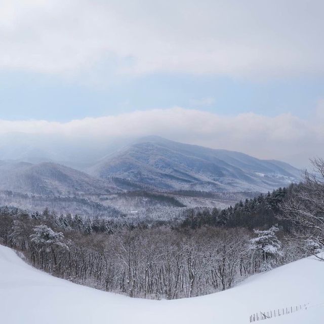 눈꽃세상❄️ 대관령 양떼목장