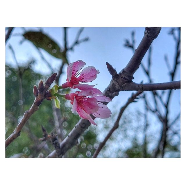 香港賞花。單車公園 