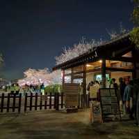 【大阪】大阪城西の丸庭園の桜🌸
