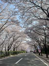 이월드 포토존 사진 남기기 꿀팁!🌸