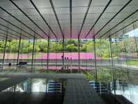 東京まだまだ桜満喫できるシバザクラ