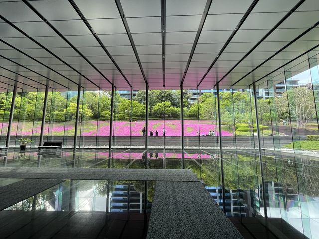 東京まだまだ桜満喫できるシバザクラ