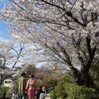 京都清水寺：賞櫻參拜🌸逛逛拍照地分享