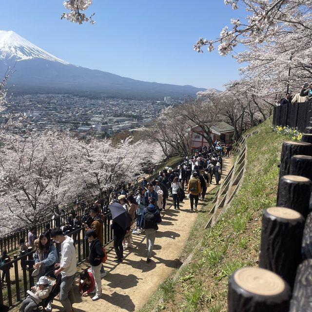 Mount Fuji view with pagoda! 