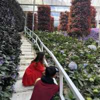 Fairytale garden in Cameron highland 