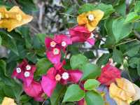 香港賞花 | 不只得荷花的城門谷公園
