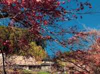 เที่ยว OBARA ชมซากุระพร้อมใบไม้เปลี่ยนสี🌸🍁