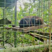 The exotic Luwak Coffee