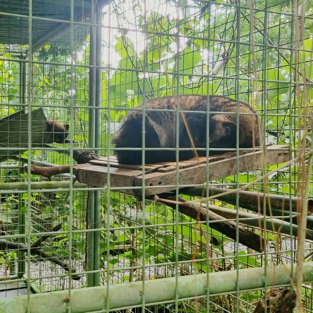 The exotic Luwak Coffee
