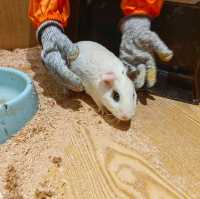 筍崗室內動物園