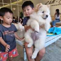 Just Chilling With Chow Chows 🐶