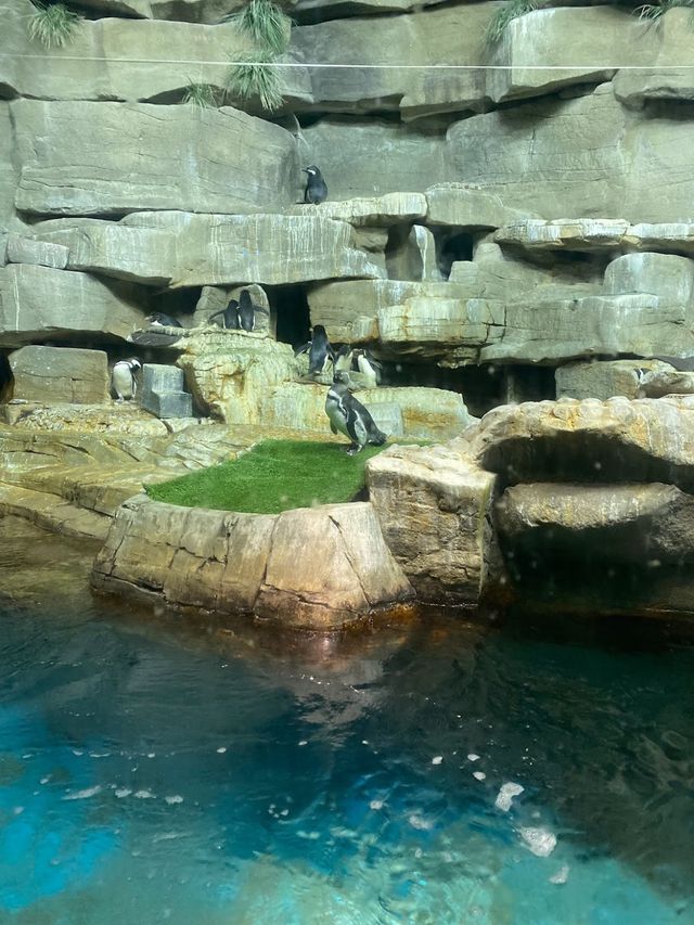 Shedd Aquarium 🐋✨