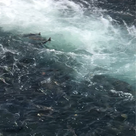 絶景！！🐟鮭の遡上🐟北海道ちとせ川