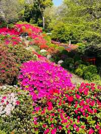 【東京/根津神社】文京つつじまつり