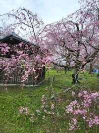 桜まつり　　　　　　　　　　　　　　　　　　_福岡　城跡　_福岡
