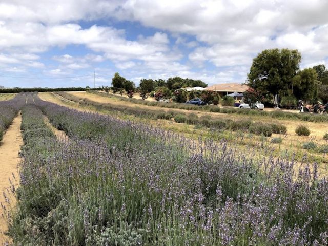 澳洲珀斯💜 Yanchep Lavender Farm 薰衣草花田