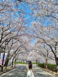 이월드 벚꽃 세상에 초대합니다🌸