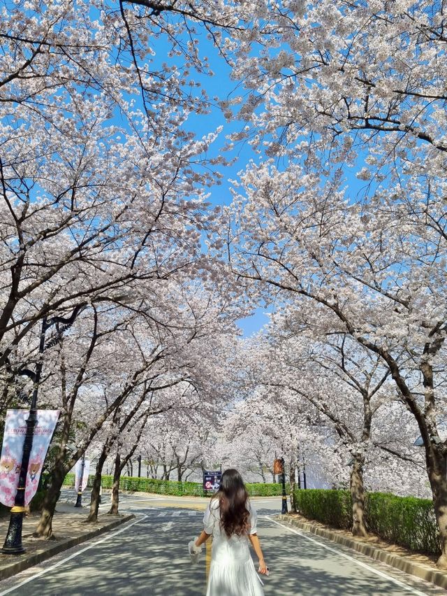 이월드 벚꽃 세상에 초대합니다🌸