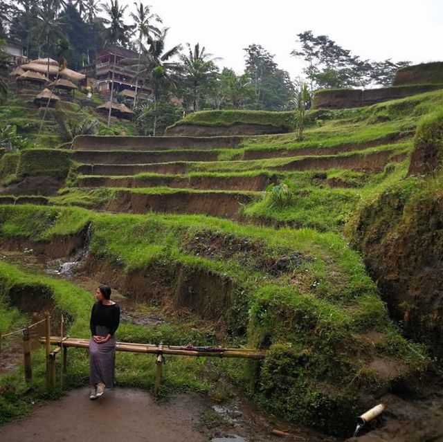 Paddy Field on the Mountain