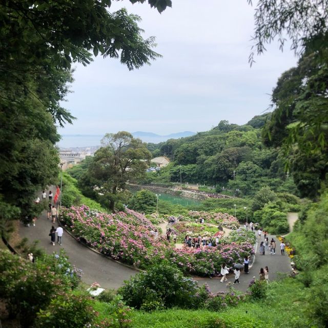 愛知県蒲郡市“あじさいの里”