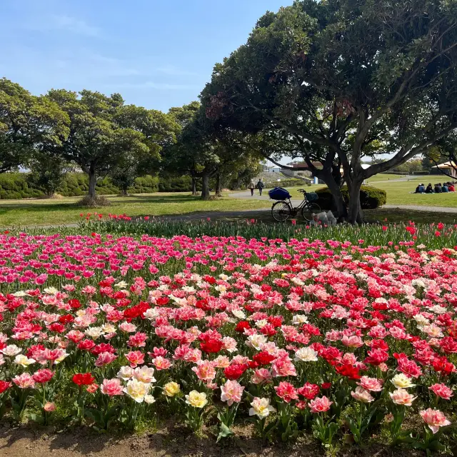 大規模な公園『海の中道海浜公園 ⛲️🌹』IN福岡県