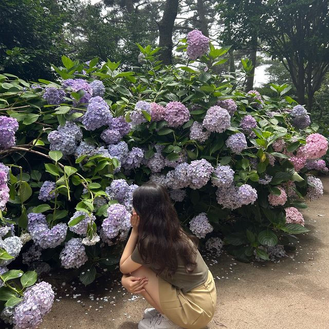 부산 영도 다누비열차타고 태종대 탐방하기🎶💚