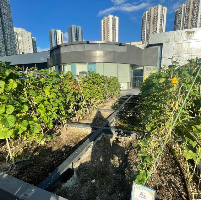 都市中既一點綠洲