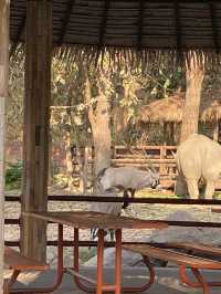 สวนสัตว์ขอนแก่น @Khon Kaen TH