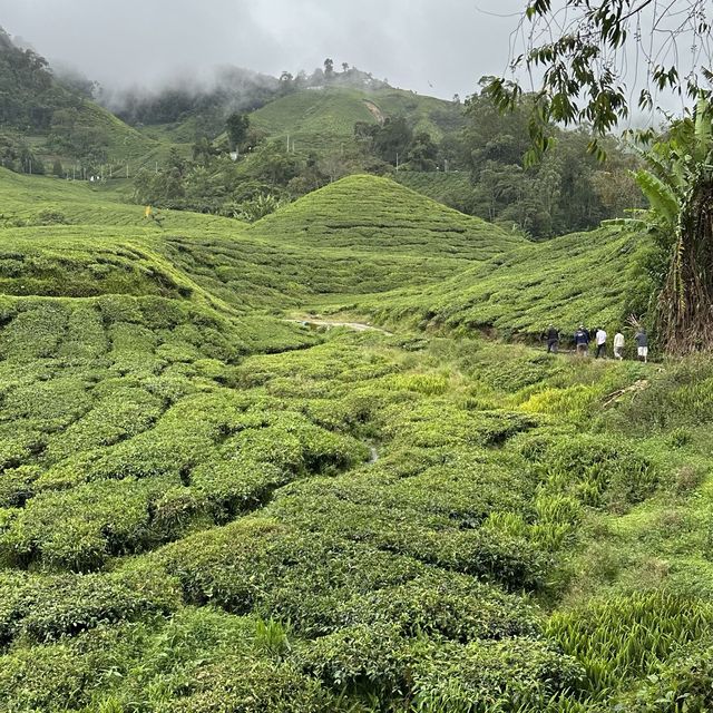 Cold Serene Cameron Highlands