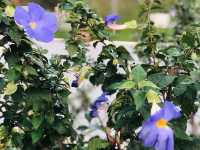 台北｜🌹💐 Taipei Rose Garden 臺北玫瑰園🪴🎋散步賞花花草草