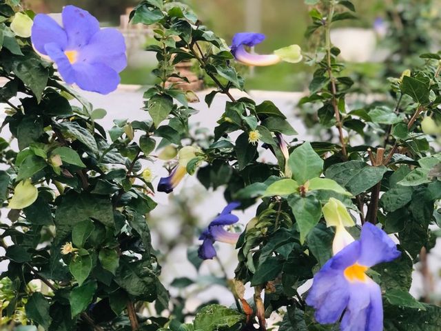 台北｜🌹💐 Taipei Rose Garden 臺北玫瑰園🪴🎋散步賞花花草草