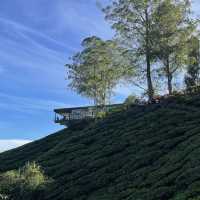 BOH Tea Centre Sungai Palas, Cameron Highland