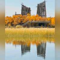 巴楚縣胡楊林秋天盛宴，紅海景區金光爛美不勝收