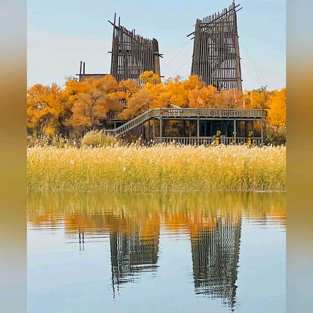巴楚縣胡楊林秋天盛宴，紅海景區金光爛美不勝收