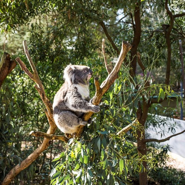 Close-up with Koalas at Healesville Wildlife 