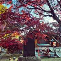 ฤดูกาลใบไม้เปลี่ยนสี🍁