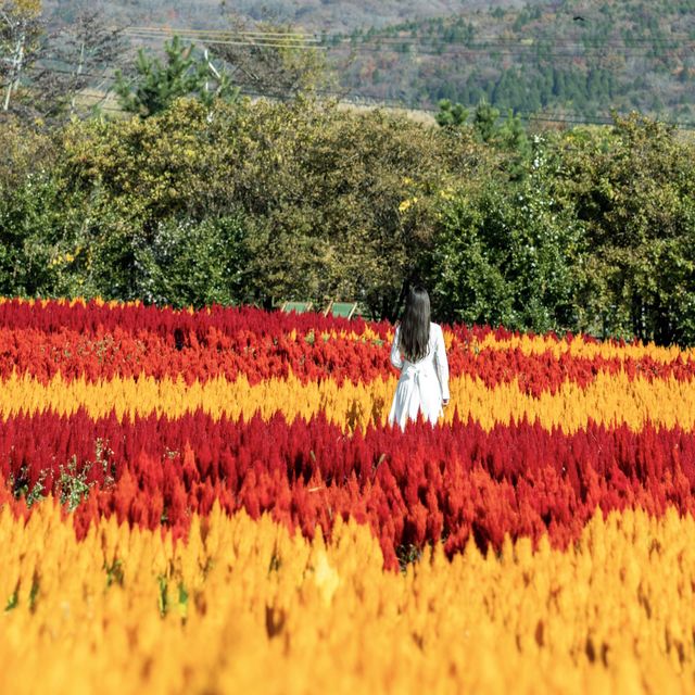 【大分】九州でお花畑を満喫！くじゅう花公園