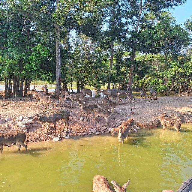 หาดวัวแล่น น้ำใส ทรายขาว บรรยกาสส่วนตัว กินอร่อย