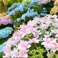 💖福岡🇯🇵💖 梅雨の風物詩あじさいの楽園☔筥崎宮あじさい苑🌈