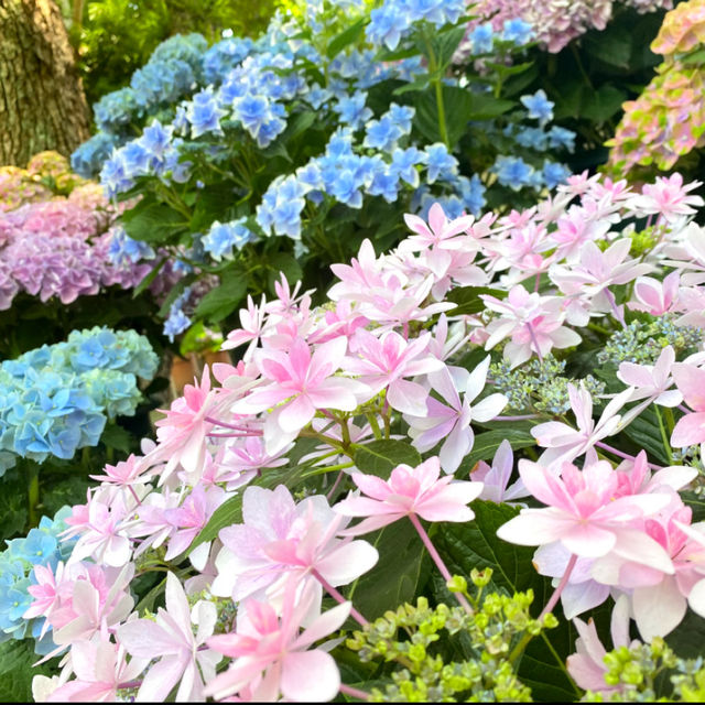 💖福岡🇯🇵💖 梅雨の風物詩あじさいの楽園☔筥崎宮あじさい苑🌈