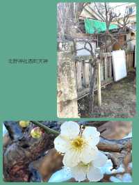 【北野神社西町天神/東京都】梅とカヤと銀杏に囲まれた神社