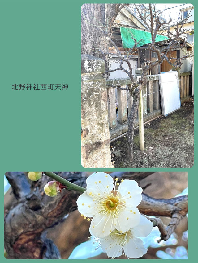 【北野神社西町天神/東京都】梅とカヤと銀杏に囲まれた神社