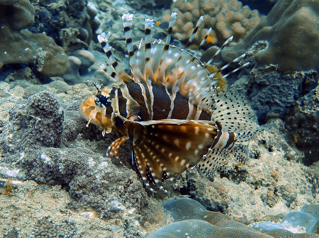 泰國布吉島潛水