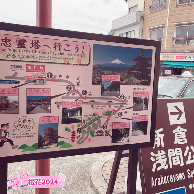 【新倉山淺間公園】不能錯過櫻花與富士山同框的畫面🌸🗻